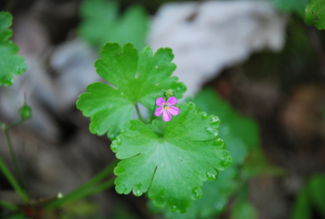 Geranium lucidum